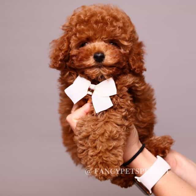 Copper teddy be - Toy Poodle Male
