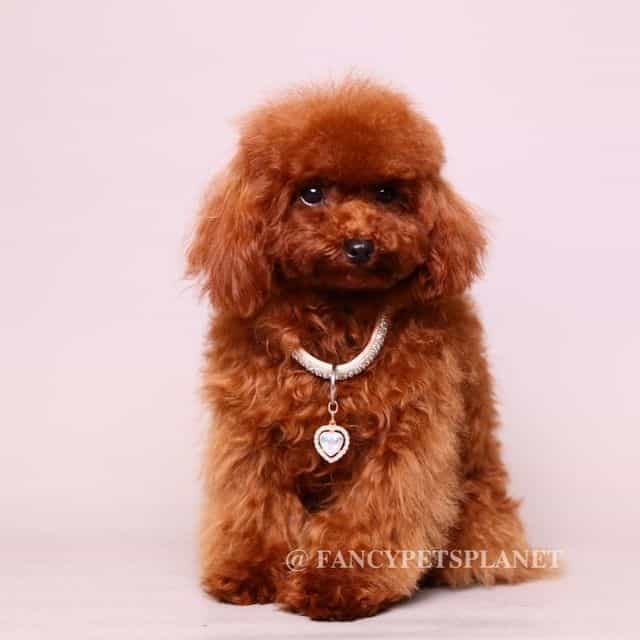 Mindjey mahogan - Toy Poodle Female