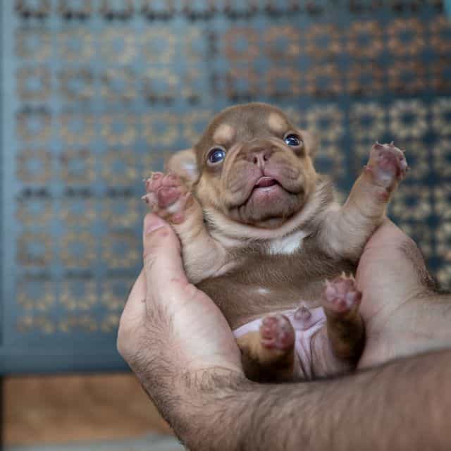 Diesel - French Bulldog Male