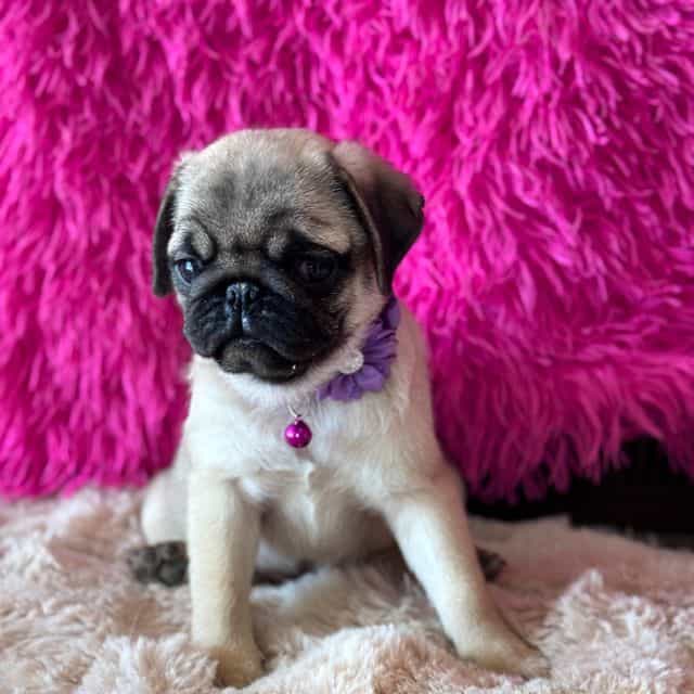 My Shayla - Pug Female