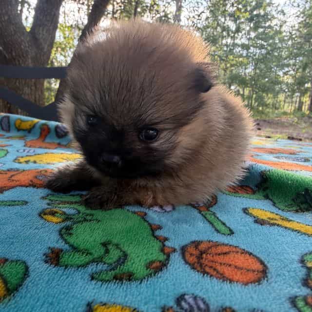 Boo - Pomeranian Male