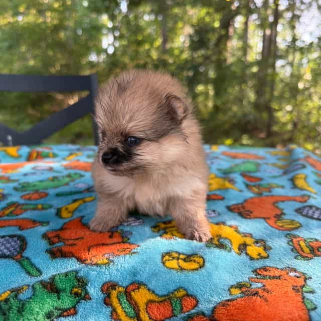 Indigo - Pomeranian Female