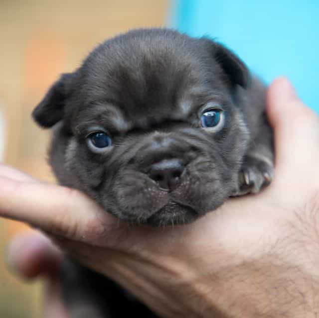 Coco Chanel - French Bulldog Female
