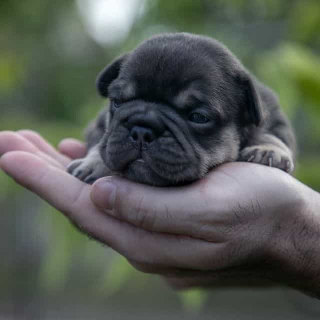 Audrey - French Bulldog Female