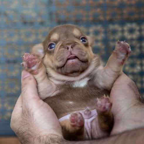 Diesel - French Bulldog Male