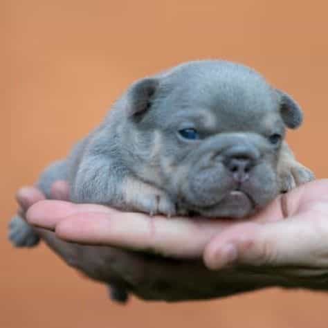 Prada - French Bulldog Female