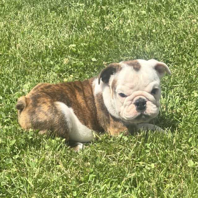 DD - English Bulldog Male