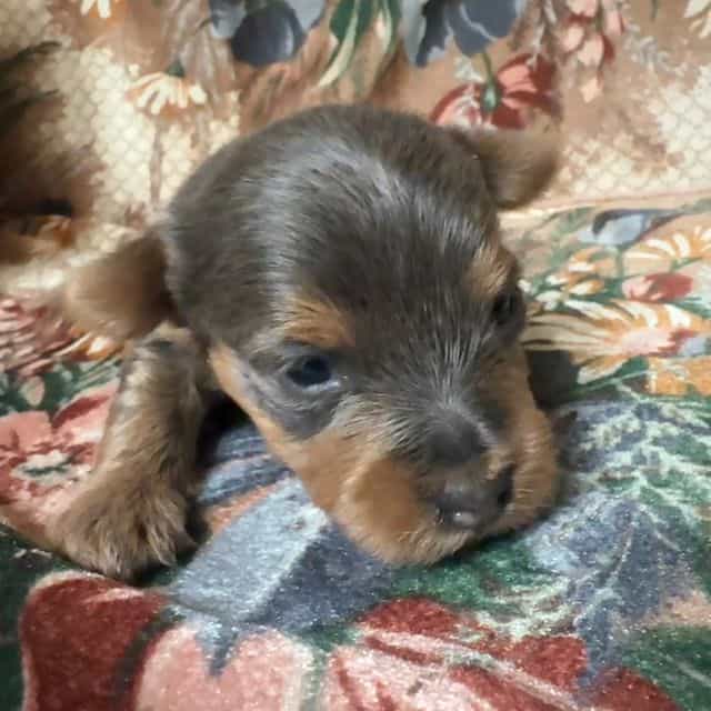 Silvia - Yorkshire Terrier Female