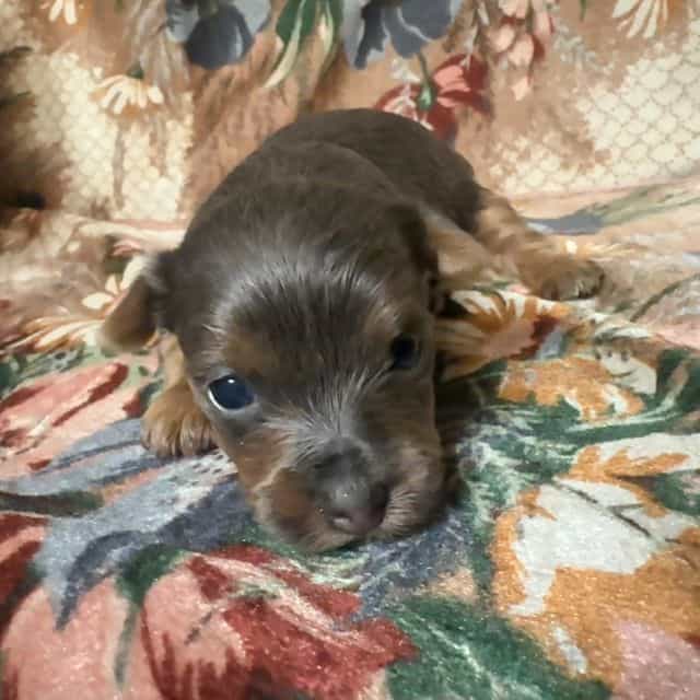 Silvio - Yorkshire Terrier Male