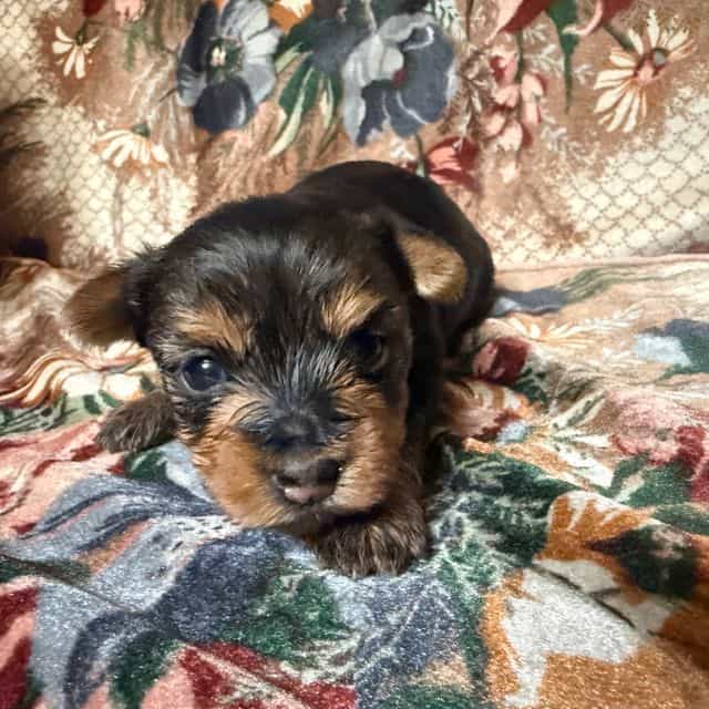 Girl 1 - Yorkshire Terrier Female