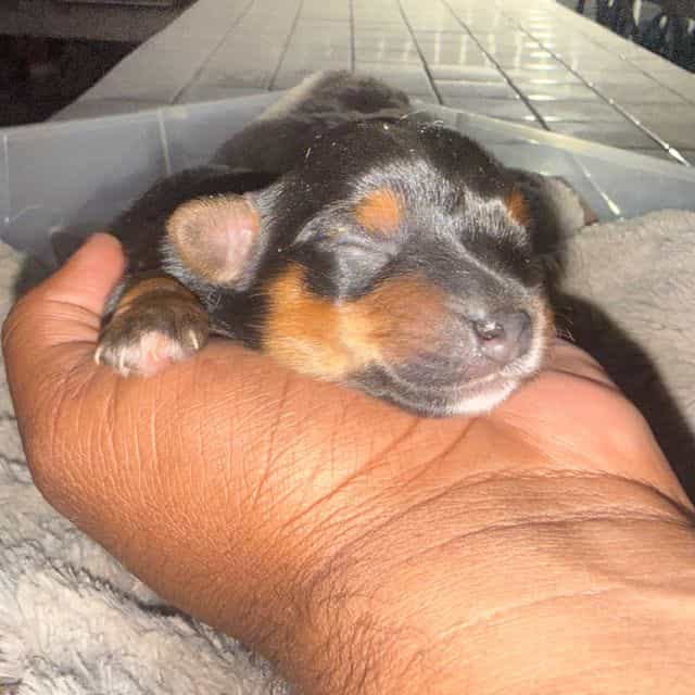 Boy 2 - Yorkshire Terrier Male