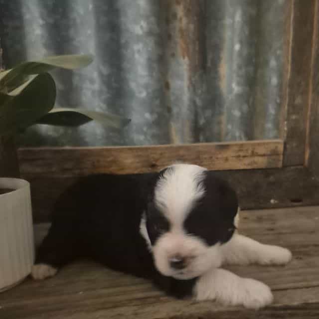 Mork - Miniature American Shepherd (Mini Aussie) Male