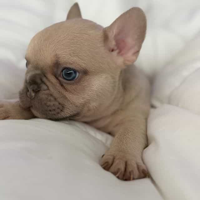 Manly - French Bulldog Male