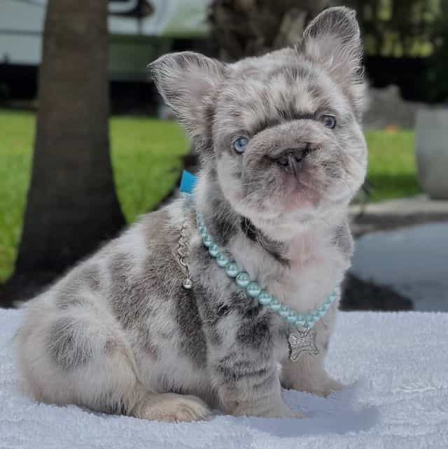 Lexie Fluffy Bi - French Bulldog Female