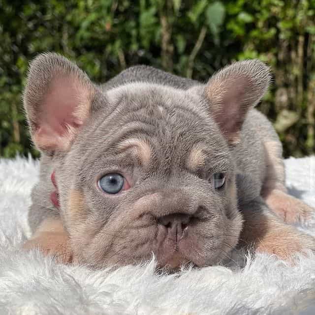 LUCKY - Big Rop - French Bulldog Male