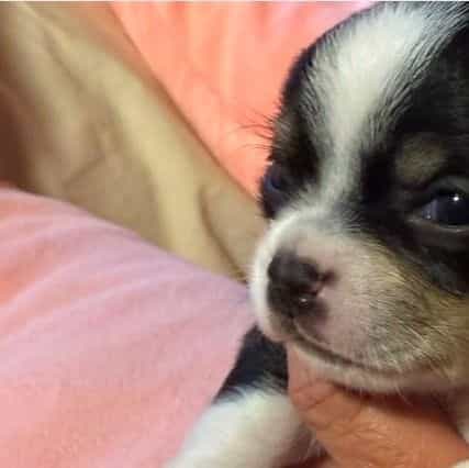 Trouble  - Chihuahua Male