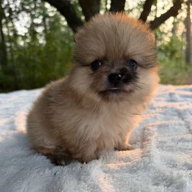 Indigo - Pomeranian Female