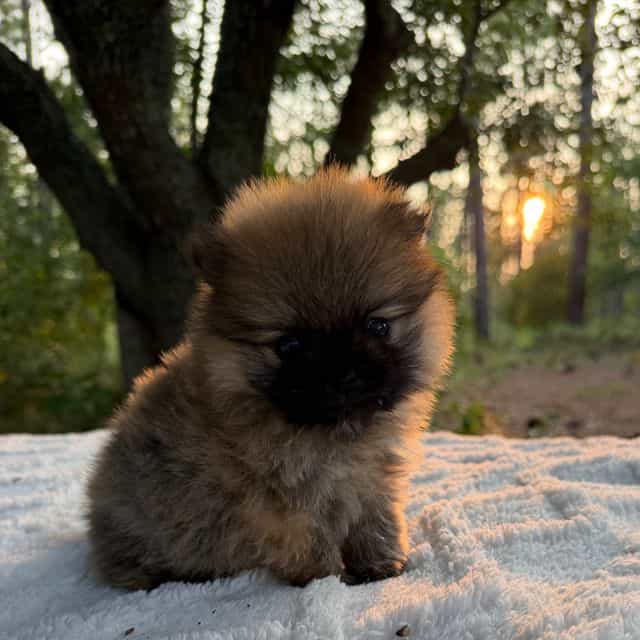 Boo - Pomeranian Male