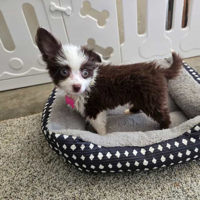 Lilly - Australian Shepherd Female