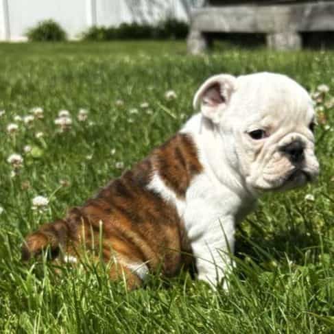 Marine - English Bulldog Female