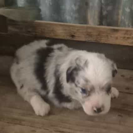 Mindy - Miniature American Shepherd (Mini Aussie) Female