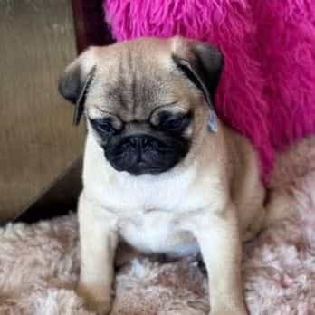 Little Boy Blue - Pug Male