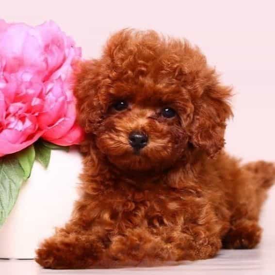ruby cherry red - Toy Poodle Female