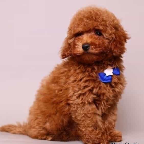 Jasper teddy be - Toy Poodle Male