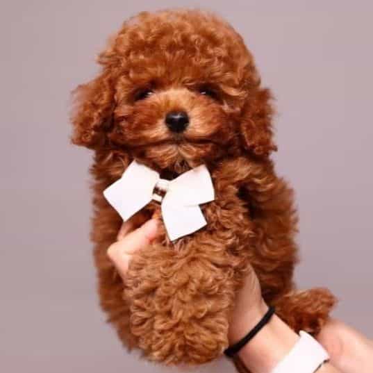 Copper teddy be - Toy Poodle Male