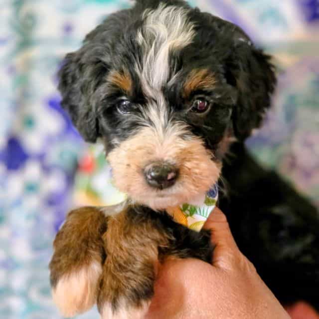 Alex- mini - Bernedoodle Male