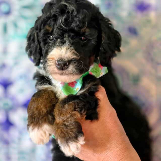 Babe- mini - Bernedoodle Male
