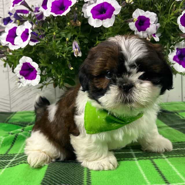 Tucker - Shih Tzu Male
