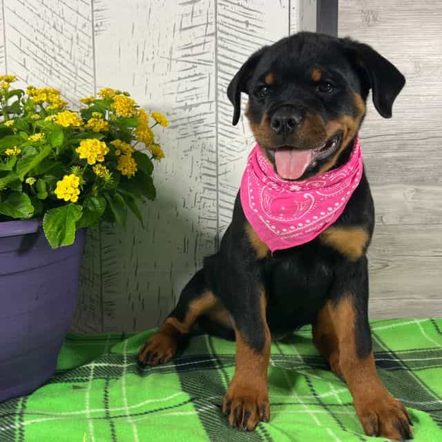 Emma - Rottweiler Female