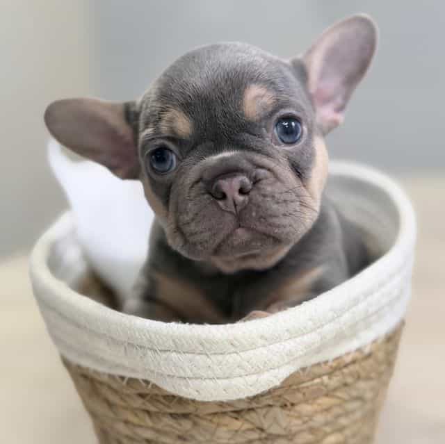 Miracle - French Bulldog Female