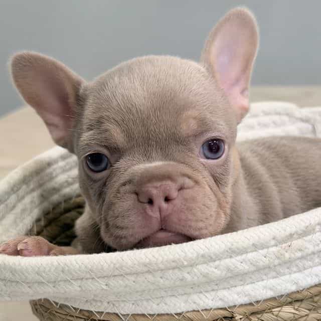 Gorgeous  - French Bulldog Female