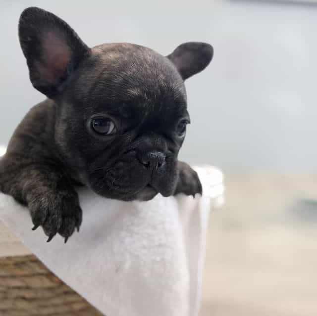 Saint - French Bulldog Male
