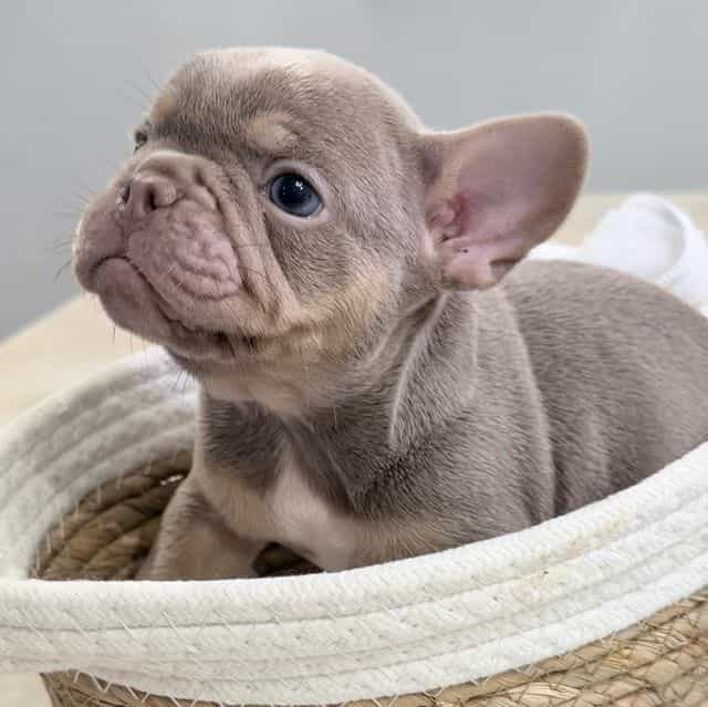 Dozer - French Bulldog Male