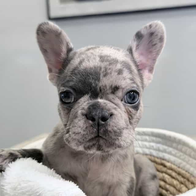 Charlie - French Bulldog Female