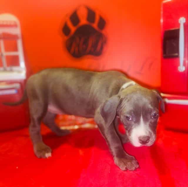 Female 2nd - American Pit Bull Terrier Female