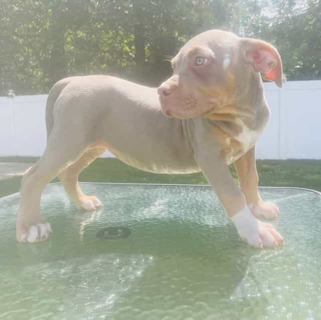 Female 2 - American Bully Female
