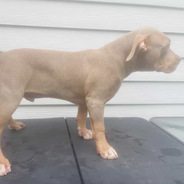 Male 2 - American Bully Male
