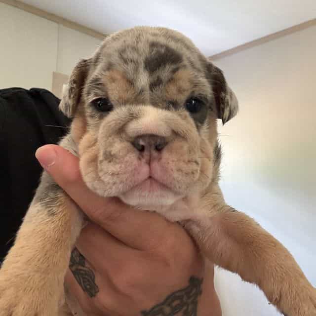 Male - English Bulldog Male