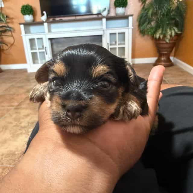 Boy 1 - Yorkshire Terrier Male