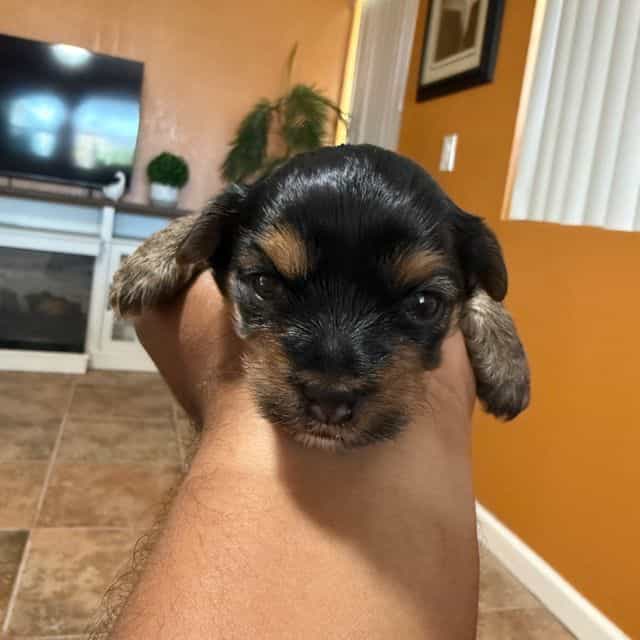 Boy 2 - Yorkshire Terrier Male