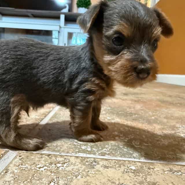 Silvio - Yorkshire Terrier Male