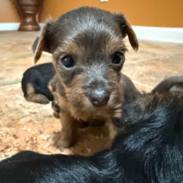 Silvia - Yorkshire Terrier Female
