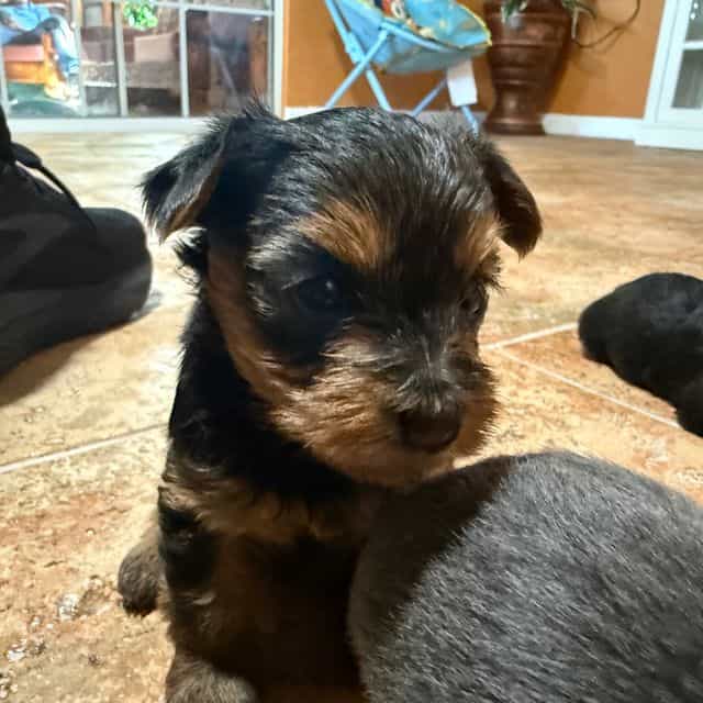 Girl 1 - Yorkshire Terrier Female