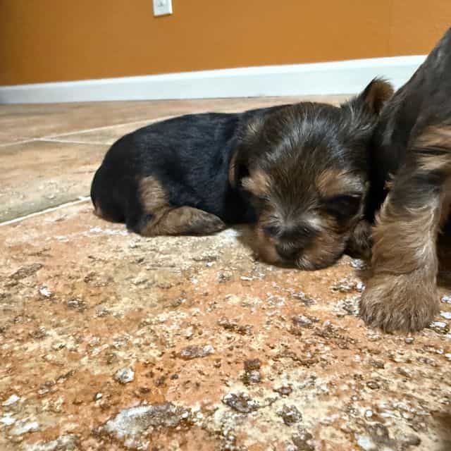 Boy 1 - Yorkshire Terrier Male