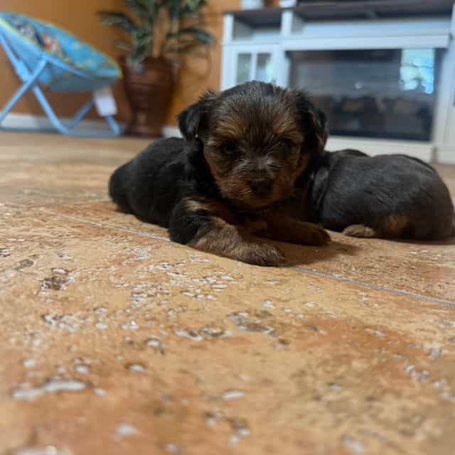 Boy 2 - Yorkshire Terrier Male