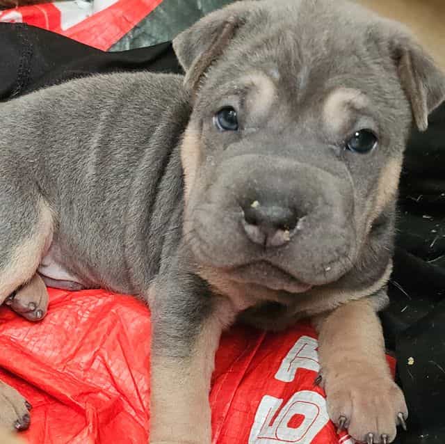 Linguine - Chinese Shar-Pei Male